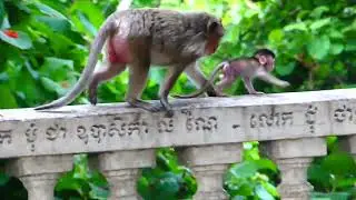 So sweet Mama Monkey Berry takes care of Mama Monkey Mekala so lovely