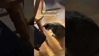 Funny persistent playful cat cheap toy