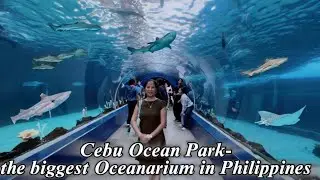 Cebu Ocean Park in INSANE! A must-visit in the Philippines and experience a magical underwater world