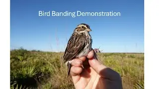 Bird Banding Demonstration