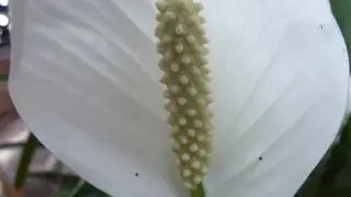 Peace Lily - Spathiphyllum - Fri&eth;arlilja  - Arum - Pottaplanta