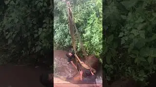 Crane Rescues Cow from Ditch