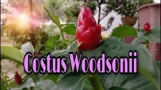 Costus Woodsonii