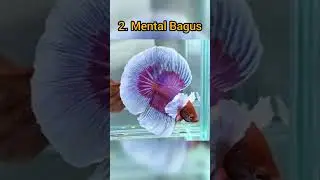 CIRI CIRI CUPANG JANTAN SIAP KAWIN