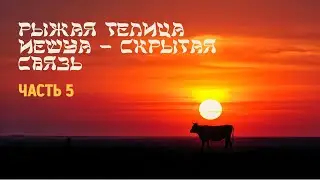 Рыжая телица-тень грядущего искупления в Машиахе | часть 5