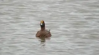 Eurasian Wigeon, Mareca penelope, Smient, Ouddorp, ZH, the Netherlands, 16 Oct 2024 (7)