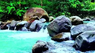 Soothing River Stream and Birdsong ASMR: Natural White Noise for Sleep Meditation & Studying