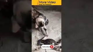 Cat vs Crab Fight Reaction Best Youtube Shorts Videos #funny #memes #shorts #cats #animals