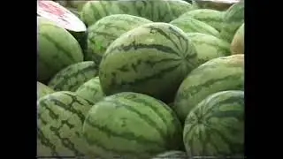 1999 AKL Fruitshop