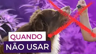 Cannabis Medicinal C&atilde;es e Gatos Cuidados Contraindica&ccedil;&otilde;es | Quando N&atilde;o Usar Cannabis