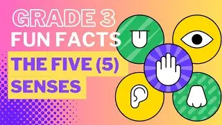 Grade 3 Fun Facts About 5 Senses