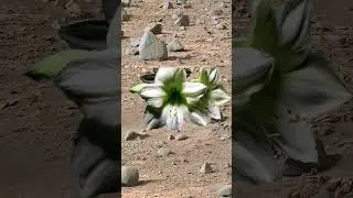 How nice would Mars, birds and flowers be?