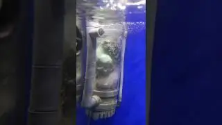 Boyu protein skimmer with active carbon inside (diy).