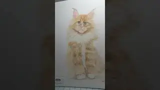 Malibu ritratto a matite colorate su commissioni sono disponibile &ldquo; vally il ritratto che respira &ldquo;