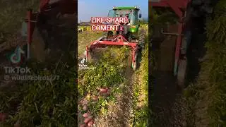 potato farming in China #farming #potato #chinafood
