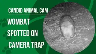 Why do wombats poop cubes? | Candid Animal Cam