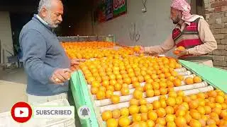 Orange Processing And Packing Factory Tour ||Factrioun Main Kinu Malta Kasay Polish Kiya Jata Ha