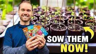 January Seed Starting: The Crops That Make the Difference