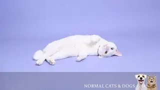 [No Ads] Relaxing for cats and dogs! Sleep music to put you to a deep sleep🎵Lullaby music