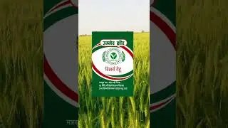 Ummed Seed Research Wheat Farm Visit