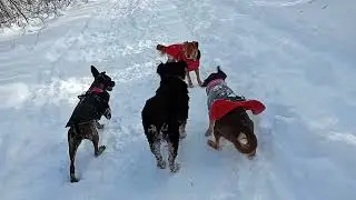Adorable puppy dogs running up major storm aftermath Fresh snow Hill Zsa Zsa Gabor #puppy #dog