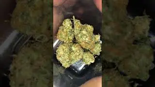 Gelato OG