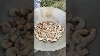COCONUT WORMS CRISPY FRIED! Try This SHOCKING Tropical Delicacy 🪱🥥(Actual Taste Test!)