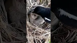 Oriental magpie birds male feeding female #viral #trending #shortfeed
