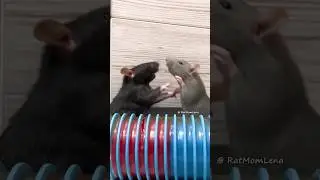 Funny Pet Rats Fight 🐭 #petrats #funnyrats