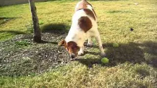 Rockwall Animal Shelter - Lab / Brittany Spaniel Mix ?