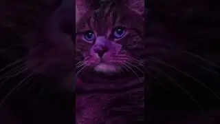 You Look Lonely Cat version - blade runner 2049