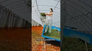 This! Grasshopper Farming Inside a Small Shed 😮#ytshorts #shorts #factsinhindi