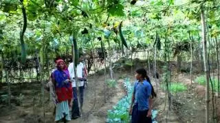 Two Tier System of Vegetable Cultivation_ Rajesh Mittal, Horticulturist