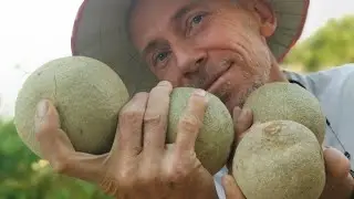 Une experience exotique extraordinaire : la decouverte de la pomme de bois