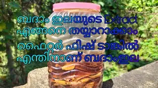 How to make almond leaf extract in malaylam | what is the use of almond leaf in fighter tank