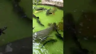 Hasil testimoni eco feed dari PT BEST pada kolam air tawar, ikannya besar2 dan segar2