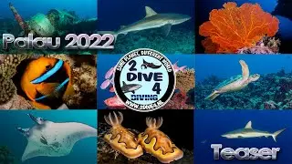 Brotherdive - Palau 2022 (10 minutes teaser 4K)