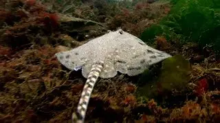 The North Sea - Rewilding The Sea