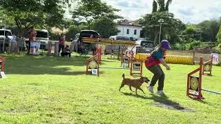 BEGINNER DOG AGILITY | ASPIN