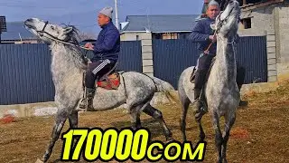 Улагы бар  +996-755-96-96-36    29 января 2026 г.