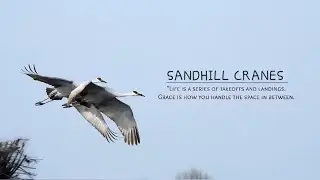 Wings Up, Heart Open|Sandhill Cranes