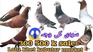 Lalu khet kabutar market | lalu khet birds market | Sunday birds market | Jan 25, 2026