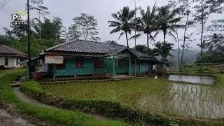 Rumah nenek di tengah-tengah pesawahan