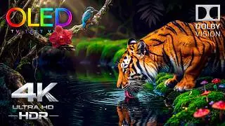 Your OLED Was Never Ready For This ⚠️ | 4K HDR 240FPS Dolby Vision 4K Video Ultra HD Test