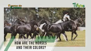How are the horses and their colors - TvAgro By Juan Gonzalo Angel