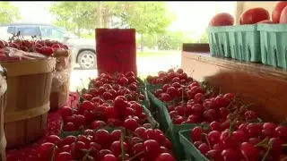 Fruit Picking on Live in the D - July 17,2023