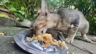 Original ASMR | gray cat family breakfast of rice with fish GT