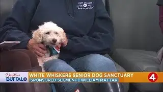 Daytime Buffalo: White Whiskers Senior Dog Sanctuary | Sponsored by William Mattar