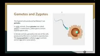 6.5: Gametes and Zygotes