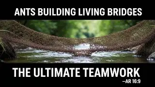 Ants building natural bridges across streams | Explore the World of Animals |THE WORLD OF INSECTS
